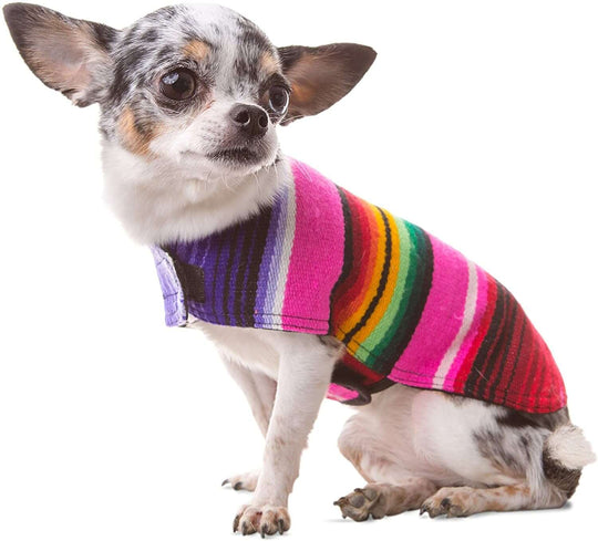 Chihuahua in a colorful handmade dog poncho from an authentic Mexican blanket, showcasing a unique design and cozy fit.